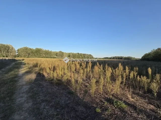 Eladó mezőgazdasági ingatlan Kistelek 172 nm