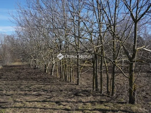 Eladó telek Hódmezővásárhely 3229 nm