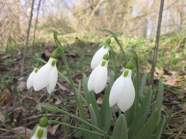 Eladó telek Gödöllő, Kertváros 678 nm