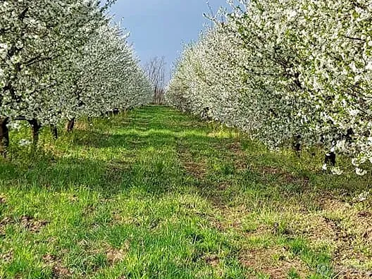 Eladó telek Szombathely, Újperint 6500 nm