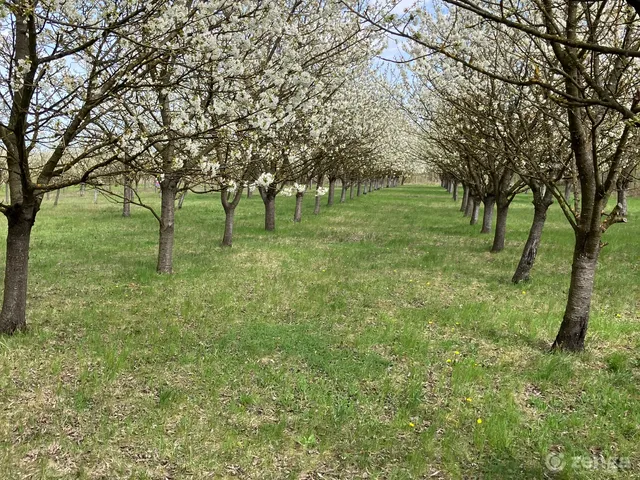 Eladó mezőgazdasági ingatlan Szombathely, Újperint 1000 nm