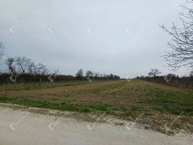 Eladó mezőgazdasági ingatlan Fertőszentmiklós 1342 nm