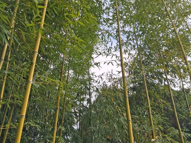 Eladó telek Mocsa 56 nm