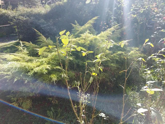 Eladó üdülő és hétvégi ház Kökény 35 nm