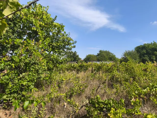 Eladó mezőgazdasági ingatlan Monor 2186 nm