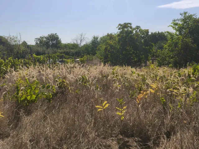 Eladó mezőgazdasági ingatlan Monor 2186 nm