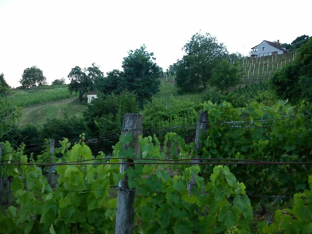 Eladó mezőgazdasági ingatlan Lesencetomaj 1010 nm