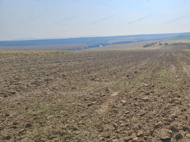 Eladó mezőgazdasági ingatlan Szomor 1589 nm