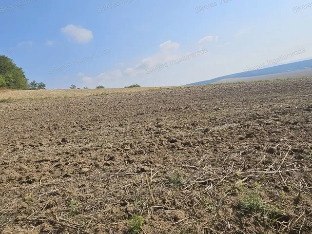Eladó mezőgazdasági ingatlan Szomor 1594 nm