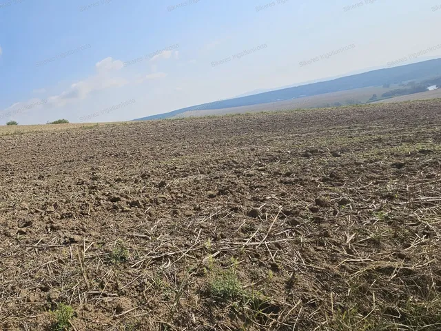 Eladó mezőgazdasági ingatlan Szomor 1589 nm