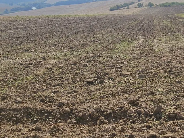 Eladó mezőgazdasági ingatlan Szomor 1624 nm