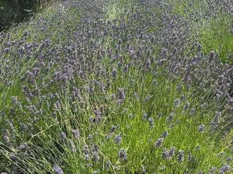 Eladó mezőgazdasági ingatlan Vértesszőlős 1299 nm