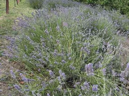 Eladó mezőgazdasági ingatlan Vértesszőlős 1299 nm