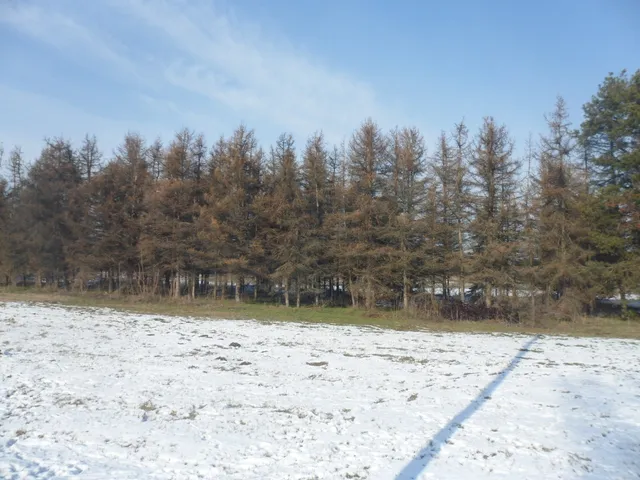 Eladó mezőgazdasági ingatlan Alsónémedi 10 nm