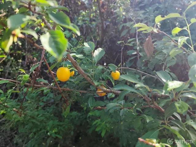 Eladó üdülő és hétvégi ház Zalaapáti 15 nm