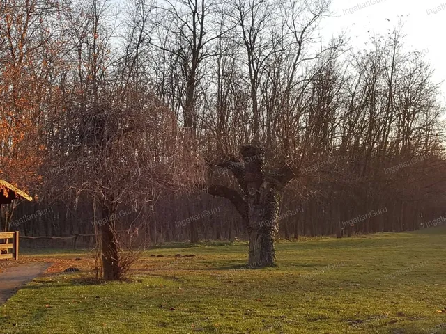 Eladó kereskedelmi és ipari ingatlan Kecskemét, Úrihegy 320 nm