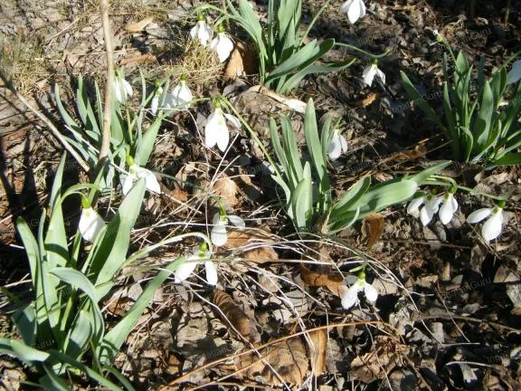 Eladó kereskedelmi és ipari ingatlan Ballószög 3000 nm
