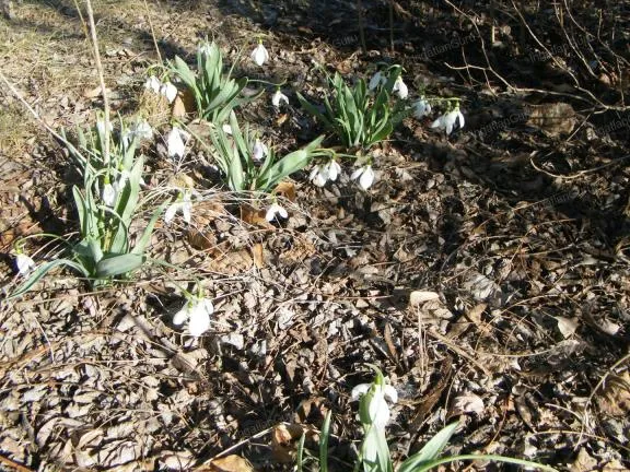 Eladó kereskedelmi és ipari ingatlan Ballószög 3000 nm