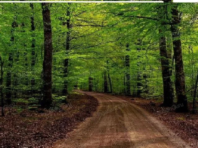 Eladó mezőgazdasági ingatlan Kecskemét 57000 nm