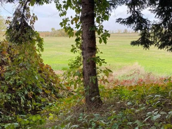 Eladó mezőgazdasági ingatlan Lajosmizse 1050 nm