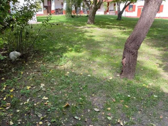 Eladó mezőgazdasági ingatlan Lajosmizse 1050 nm