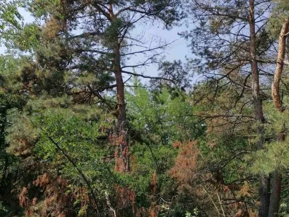 Eladó telek Kecskemét, Matkó 6000 nm