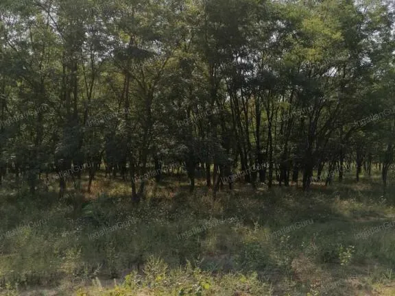 Eladó telek Kecskemét, Matkó 6000 nm