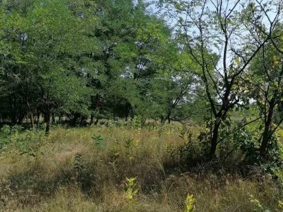 Eladó telek Kecskemét, Matkó 6000 nm