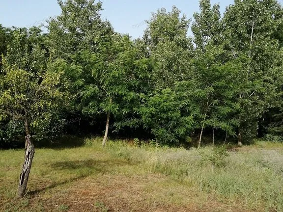 Eladó mezőgazdasági ingatlan Kecskemét, Kisfái 2158 nm
