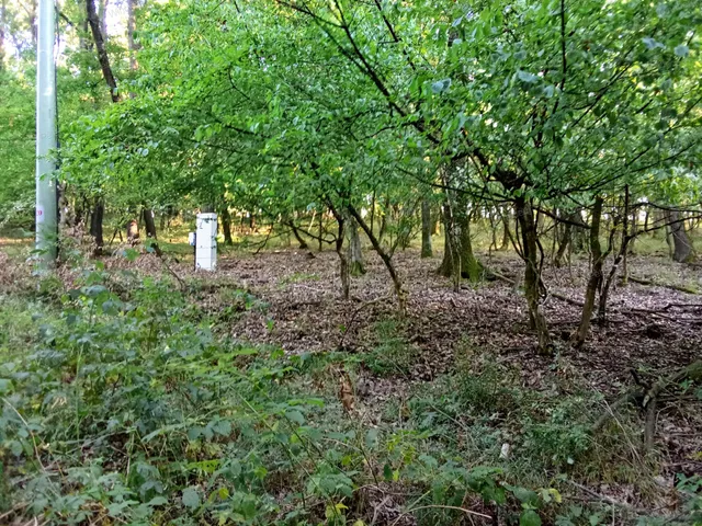 Eladó telek Kismaros, Börzsönyliget 3387 nm