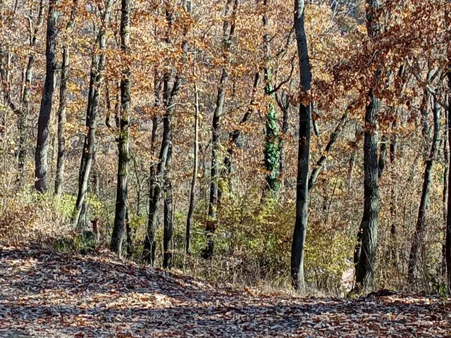 Eladó telek Kismaros 931 nm