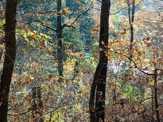 Eladó telek Kismaros, Börzsönyliget 931 nm