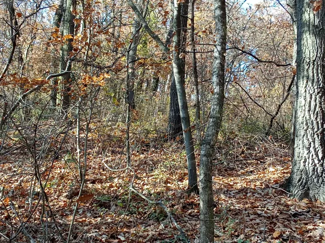 Eladó telek Kismaros, Börzsönyliget 931 nm