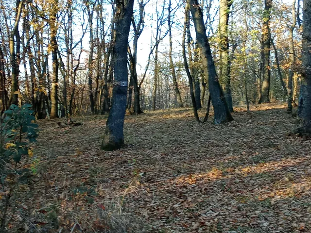 Eladó telek Kismaros, Börzsönyliget 1265 nm