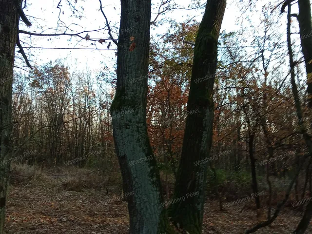 Eladó telek Kismaros, Börzsönyliget 1265 nm