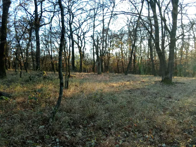 Eladó telek Kismaros, Börzsönyliget 1265 nm