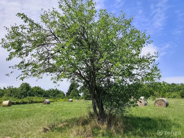 Eladó mezőgazdasági ingatlan Alsópáhok 20 nm