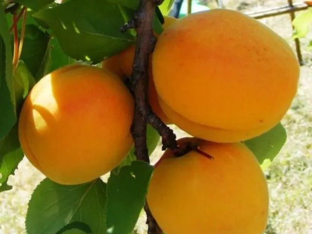 Eladó mezőgazdasági ingatlan Tök 50000 nm