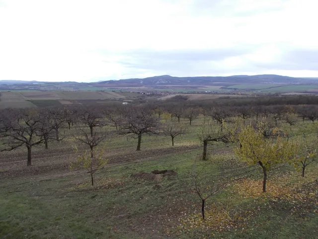 Eladó mezőgazdasági ingatlan Tök 35000 nm