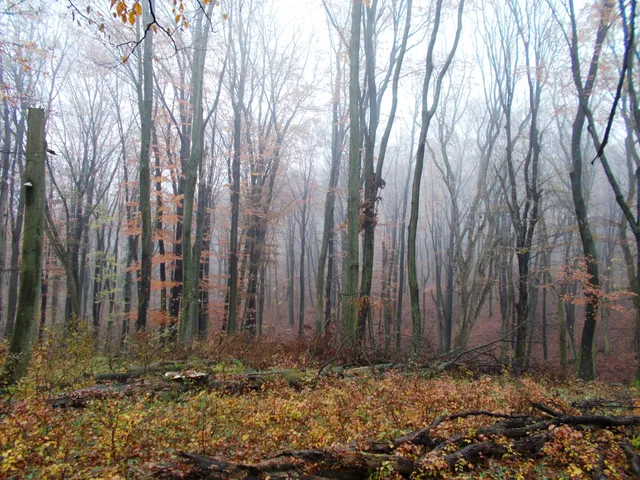 Eladó mezőgazdasági ingatlan Orosztony 1033500 nm