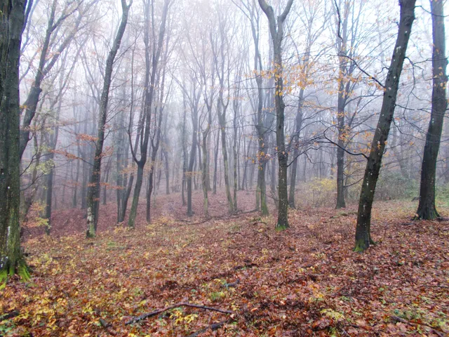 Eladó mezőgazdasági ingatlan Orosztony 1033500 nm