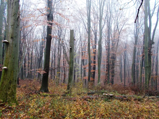Eladó mezőgazdasági ingatlan Orosztony 1033500 nm