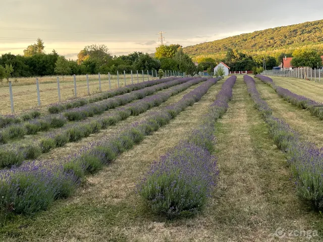 Eladó telek Gödöllő, Máriabesnyő 6500 nm