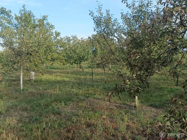 Eladó mezőgazdasági ingatlan Hajdúszoboszló 3000 nm