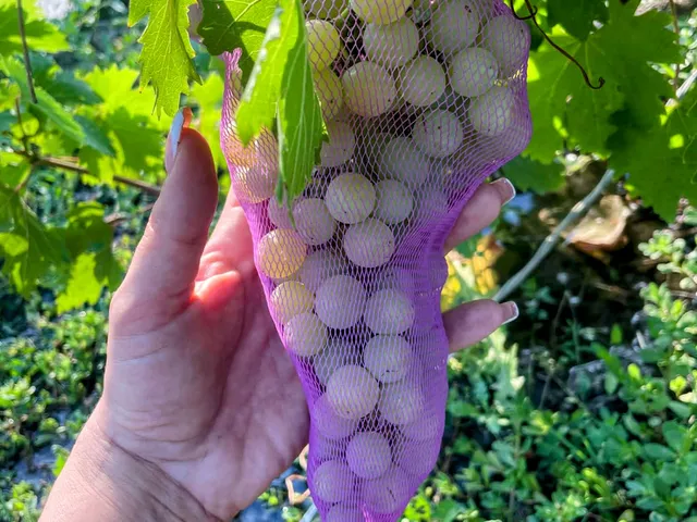 Eladó üdülő és hétvégi ház Békéscsaba, Kastélyszőlők 35 nm