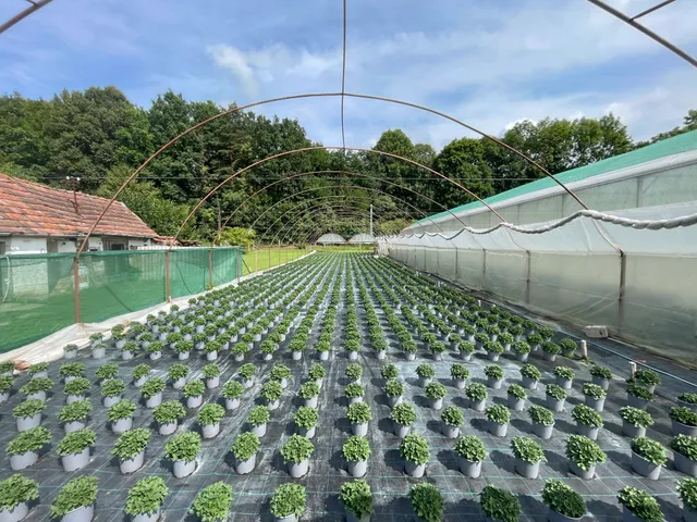 Eladó mezőgazdasági ingatlan Telkibánya 3178 nm