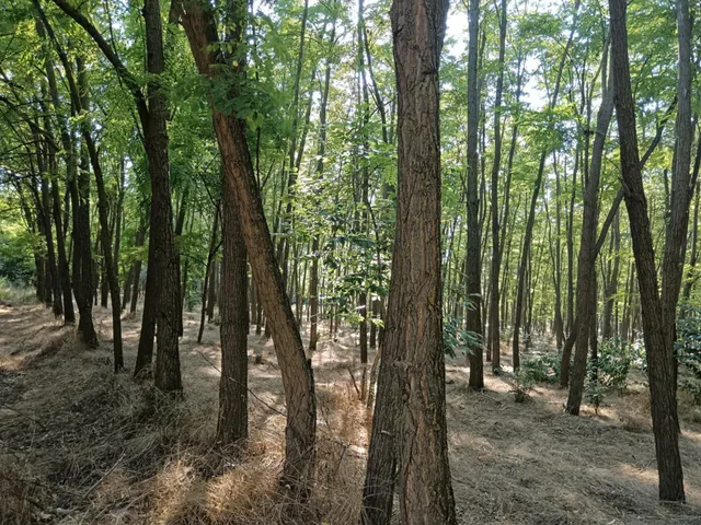 Eladó mezőgazdasági ingatlan Lajosmizse 60 nm