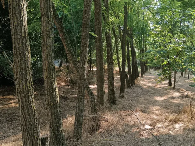Eladó mezőgazdasági ingatlan Lajosmizse 60 nm