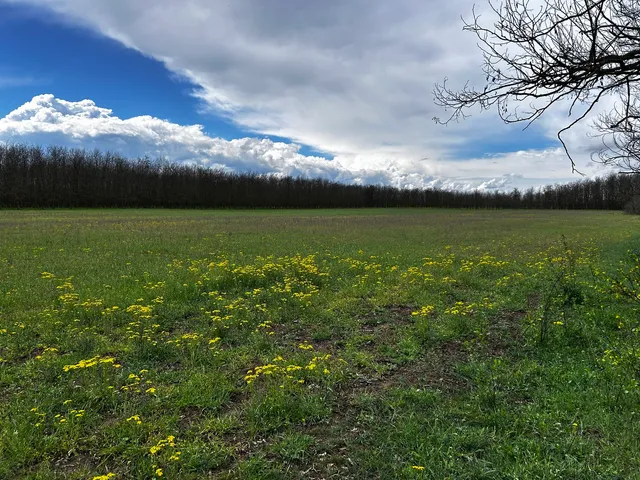 Eladó mezőgazdasági ingatlan Lajosmizse 10 nm