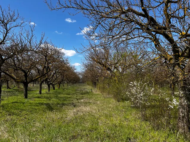 Eladó mezőgazdasági ingatlan Lajosmizse 33380 nm